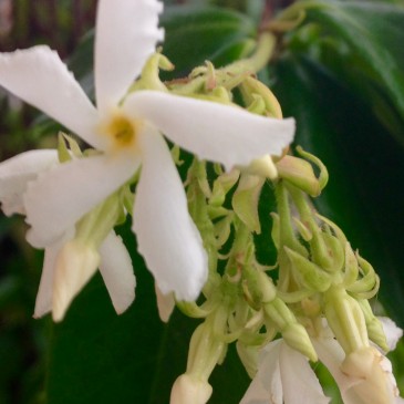 NON E’ ESTATE SENZA GELSOMINI